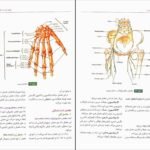 دانلود PDF کتاب آناتومی عمومی ایمانه شمایلی یگانه