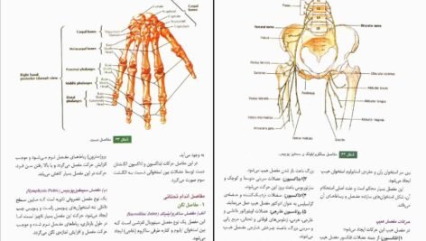 دانلود PDF کتاب آناتومی عمومی ایمانه شمایلی یگانه