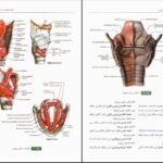 دانلود PDF کتاب آناتومی عمومی ایمانه شمایلی یگانه