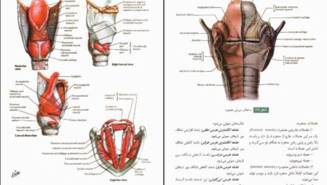 دانلود PDF کتاب آناتومی عمومی ایمانه شمایلی یگانه